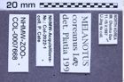 Etikette zu Melanotus coreanus (Lee, 1999) (NHMW-ZOO-COL-0007668)